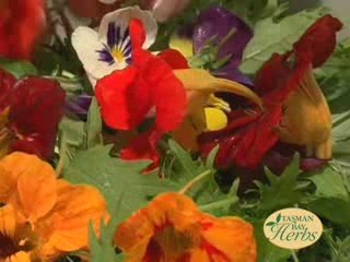 Tasman Bay Herbs Nelson New Zealand