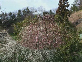 First Sign of Spring in My Little Universe