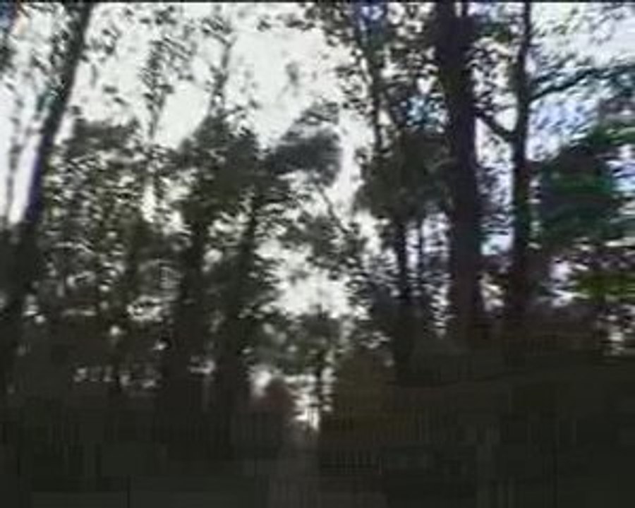 Les arbres et les ultrasons
