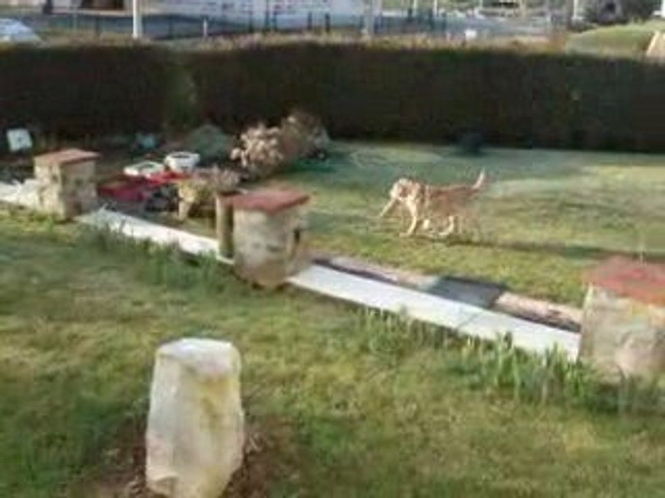 course poursuite dima roco 1