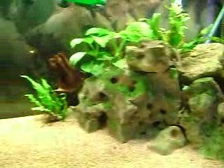 neolamprologus speciosus