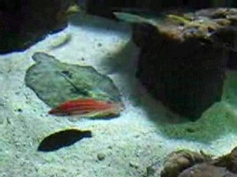 Aquarium Saint Gilles les bains Réunion