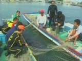 Taiwanese Rescue Whale Shark