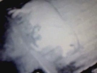 Lew Amor w warszawskim ZOO