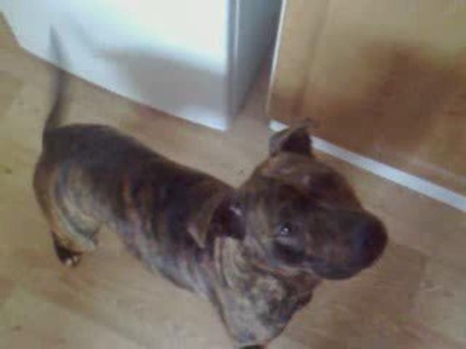 Millie the Talking Staffordshire Bull Terrier Dog Plays D...