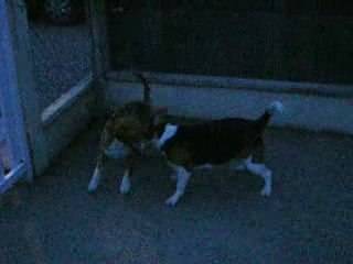 LOONY ET DAPHNEE SE BAGARRENT DANS LE JARDIN