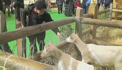 Salon de l'Agriculture : la campagne à Paris