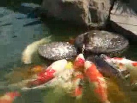 Un caneton nourit les carpes