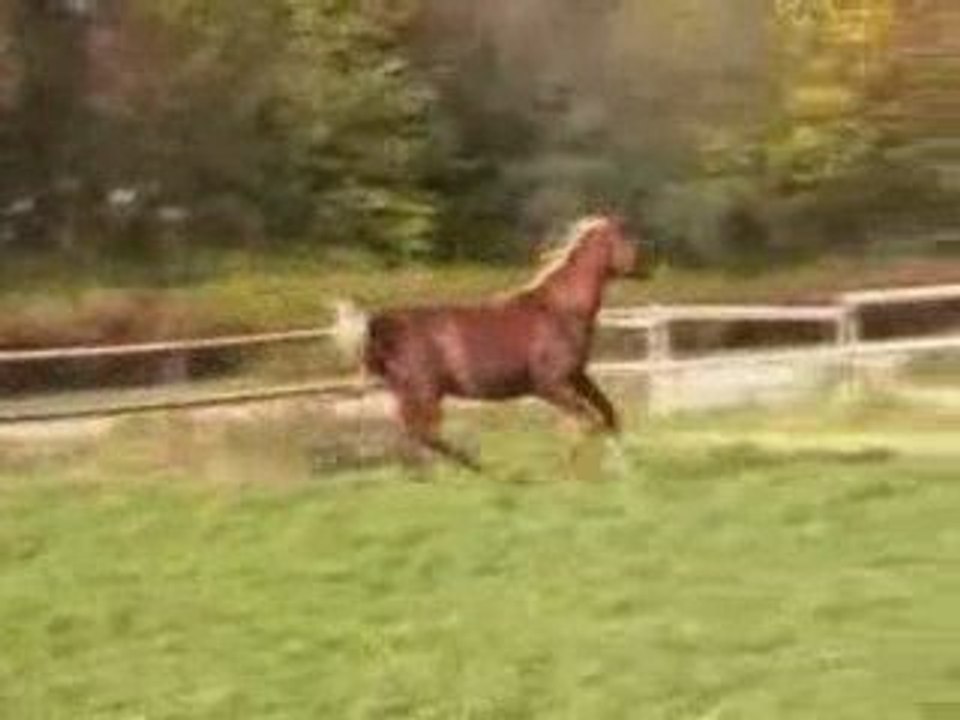 Nabeel étalon pur-sang arabe égyptien alezan crins lavés