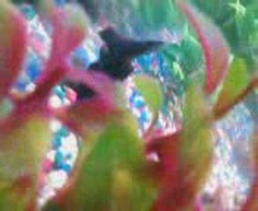 MY AQUARIUM