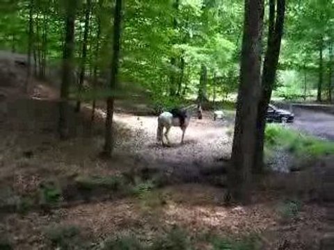 trec fossé en selle