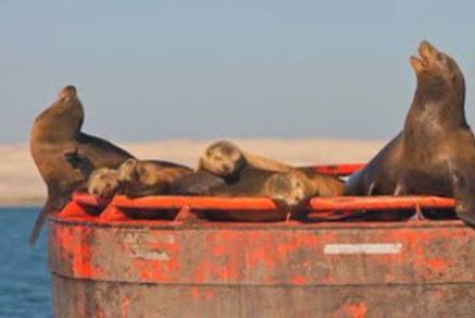Sea Otter films photographer - Elkhorn Slough