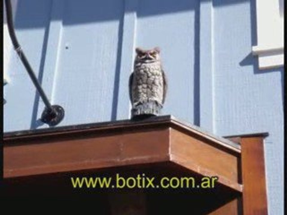 www.botix.com.ar Modelos con forma de aves rapaces