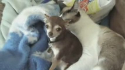 Prends pas trop la confiance Mme La chatte