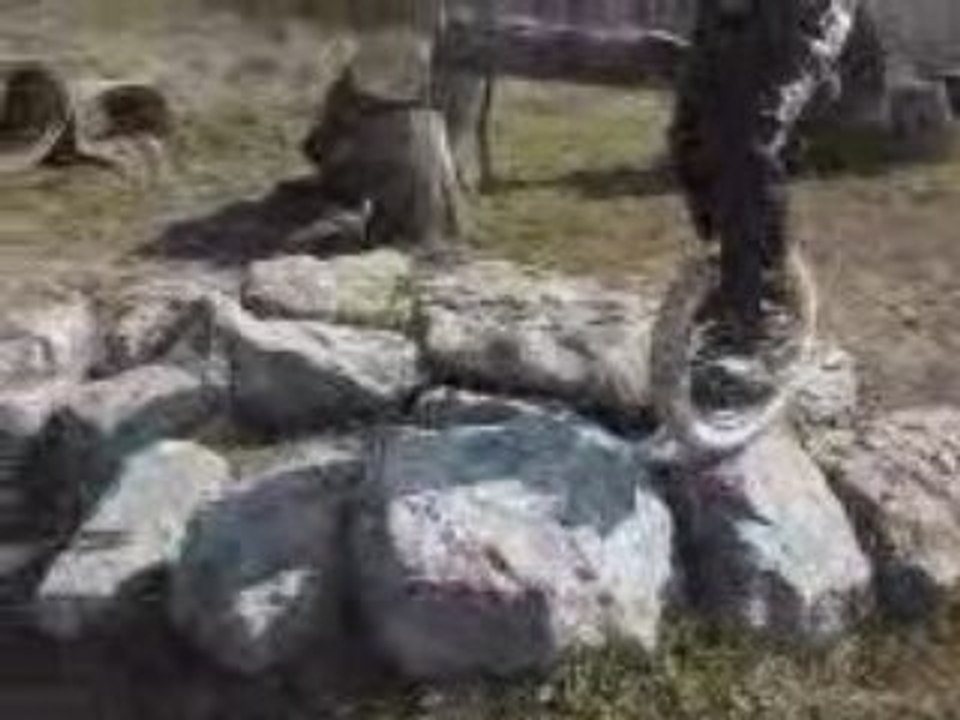 monotrial long version