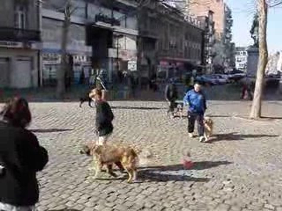 Chiens sans risques