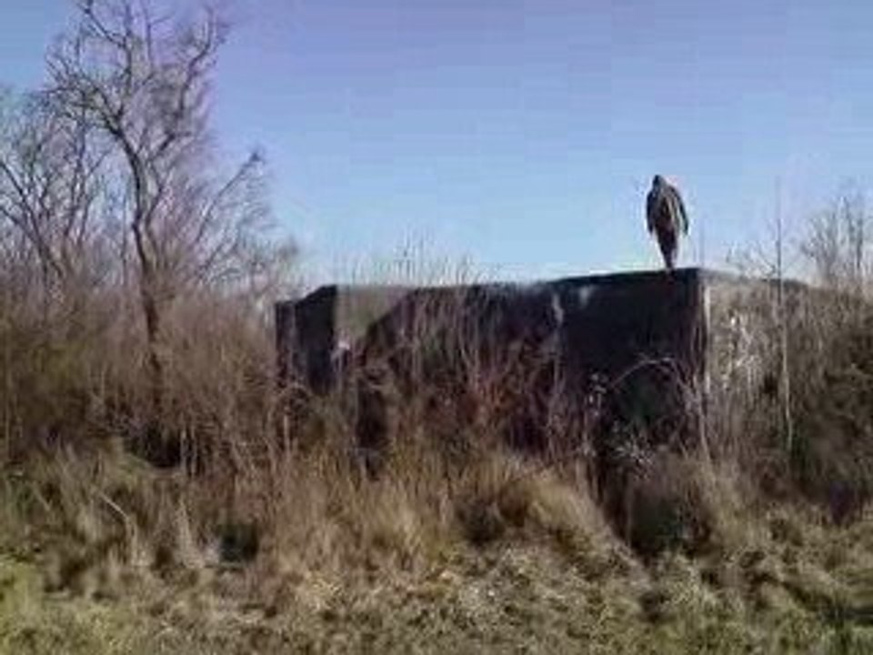 jump + jackass