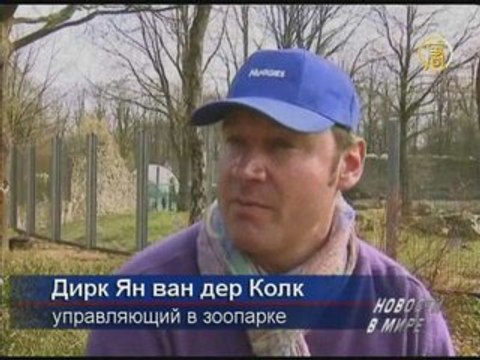 Медвежата-близнецы выходят из берлоги