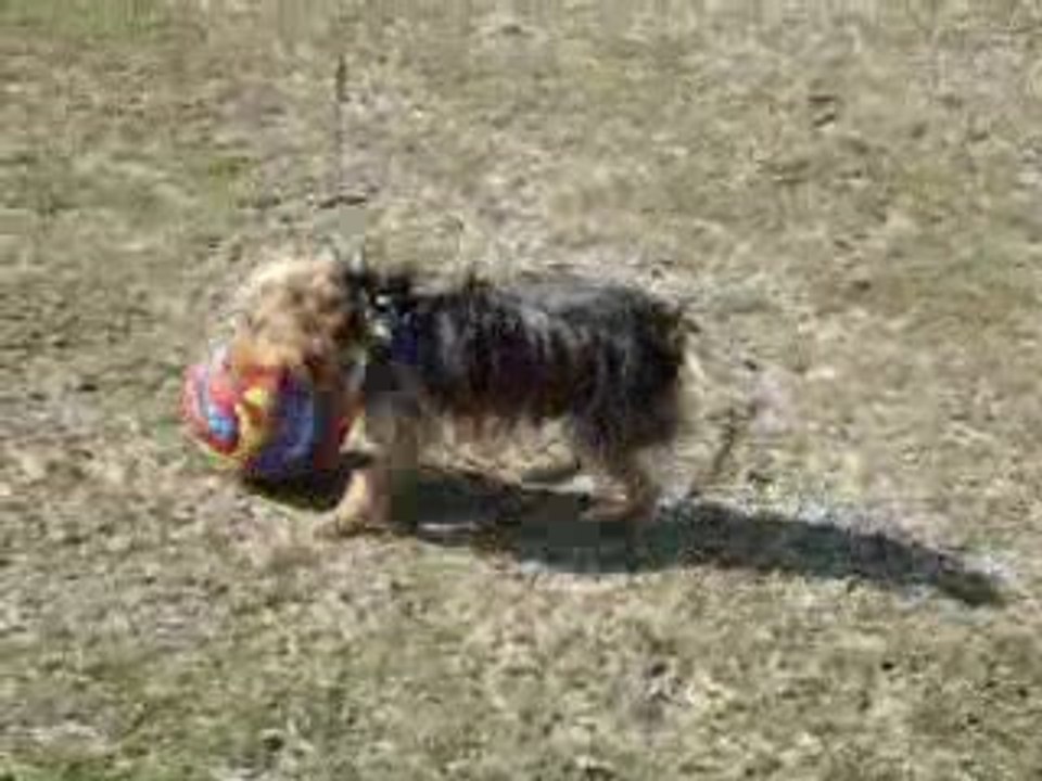 chien qui joue