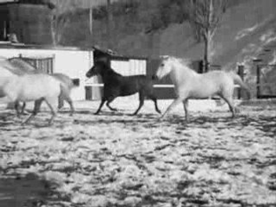 Quira Soft (c): Caballos Hípica