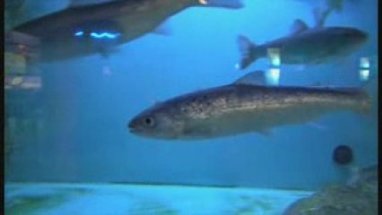 Lunenburg Fisheries Museum - Nova Scotia, Canada