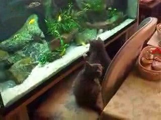 Les chatons et les poissons en aquarium