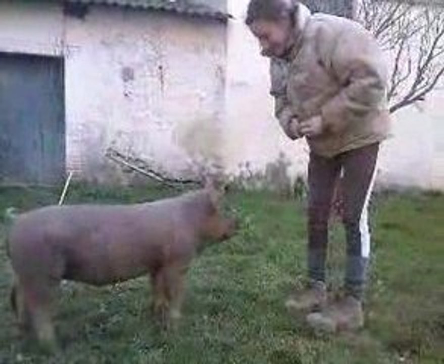 Cochonou fai son cirque