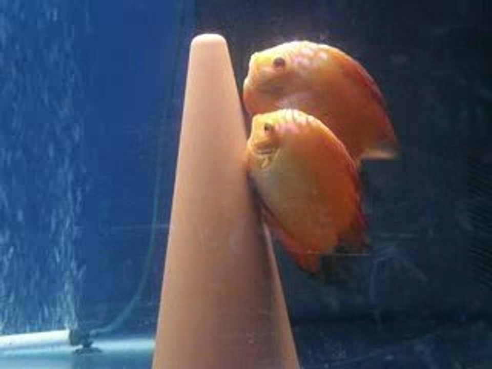 couple discus red stone