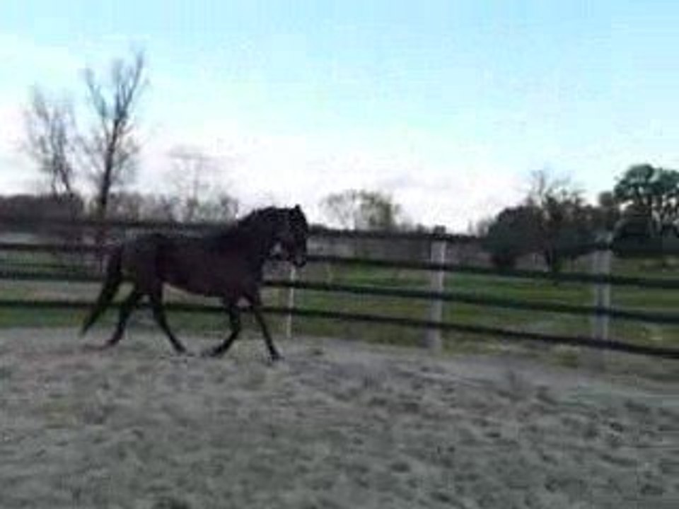 Quiator rond de longe