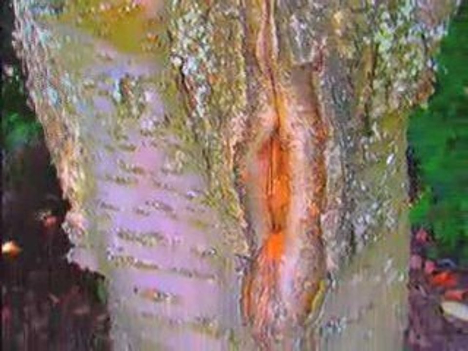 Vagina Tree: The Evil Dead Never Dies!