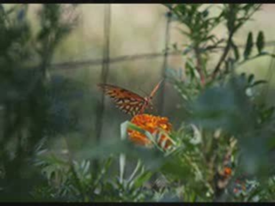 A Magical Secret Garden