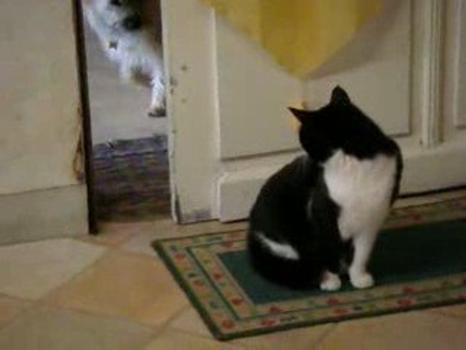 Anais chat 011