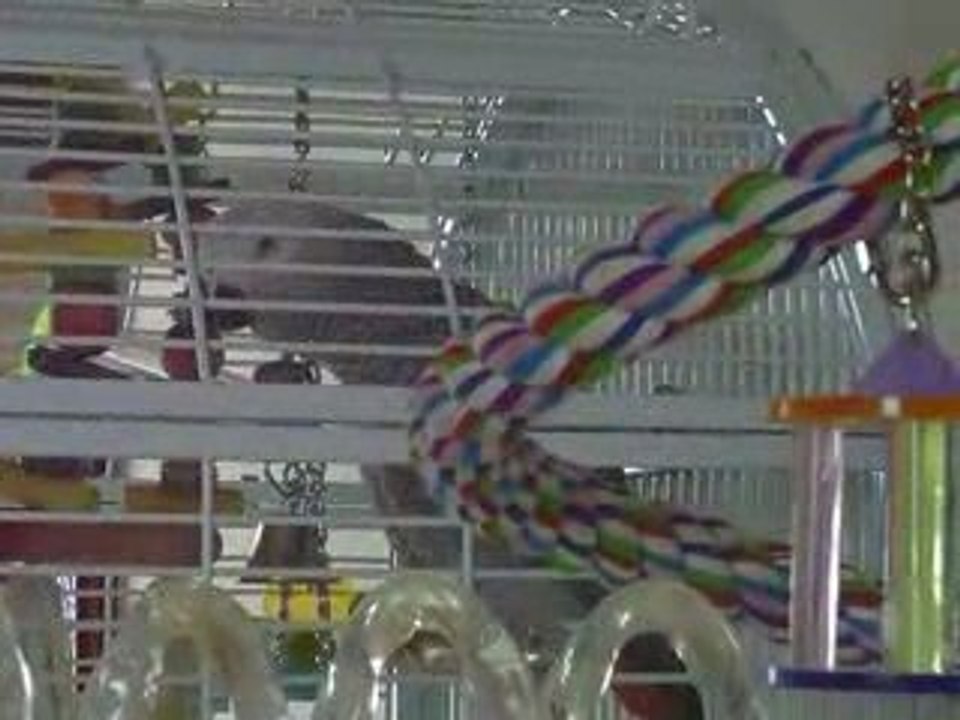 Pimousse fait la causette...