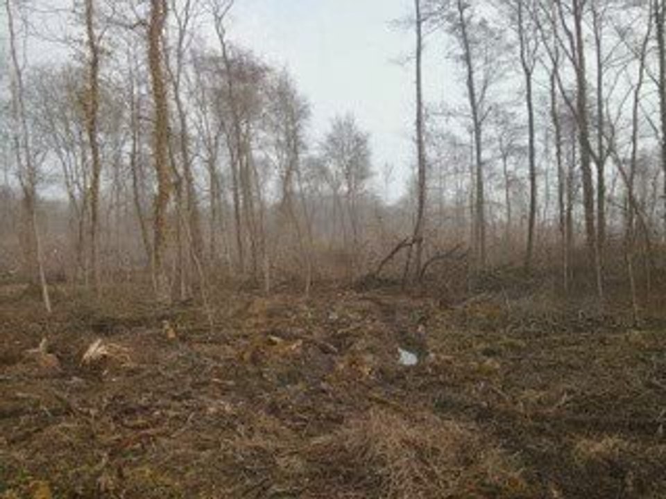 La forêt dévastée en Bourgogne
