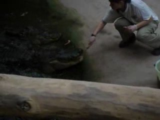 une jeune fille nourrie des crocodiles a la main
