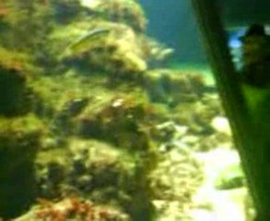 Poissons 2