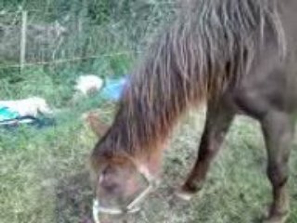 Ma ponette1