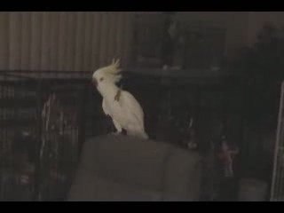 Uccello ballerino