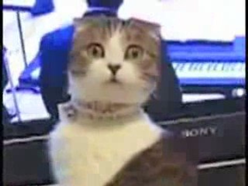 Un chat qui fait flipper!!!