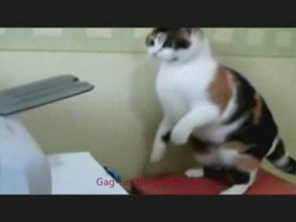 Chat vs imprimante
