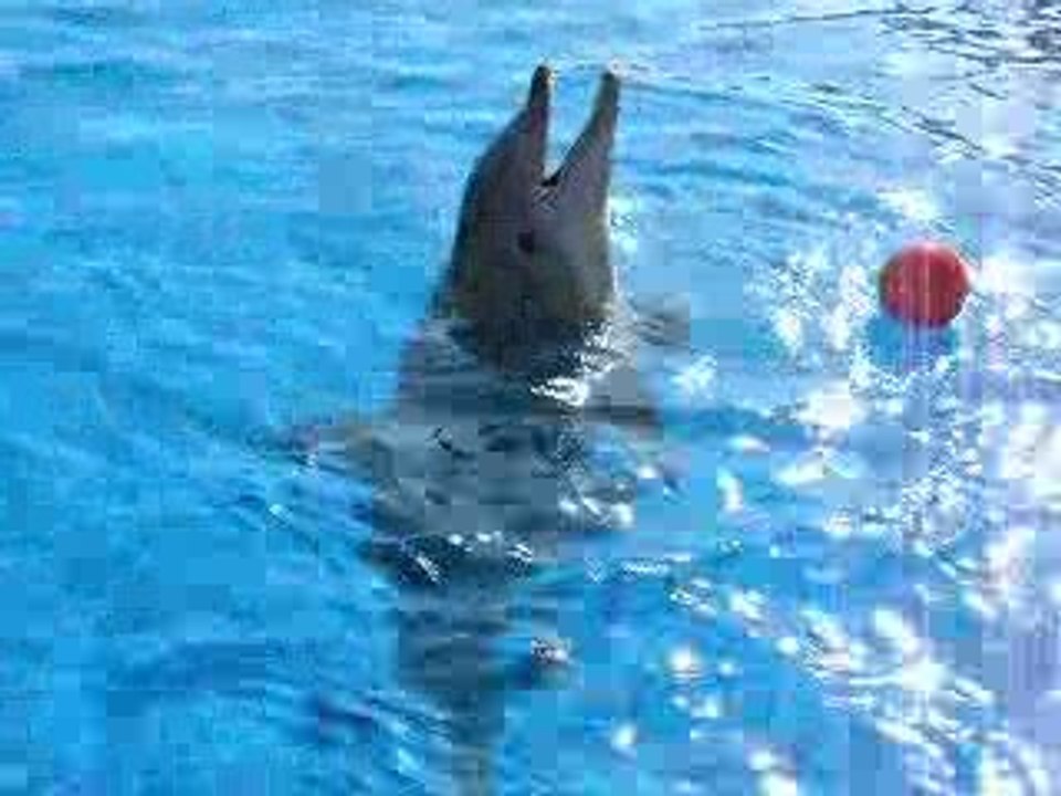dauphin_ballon