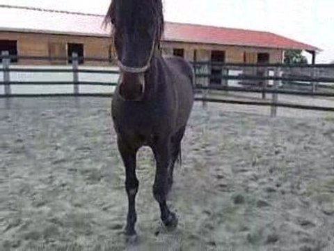 Quiator rond de longe 2