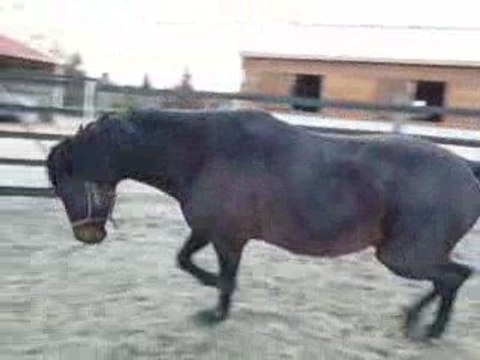 Quiator travaille ds le rond