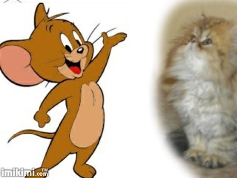 chaton persan chinchilla