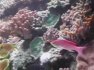 2009 Aquarium LR video