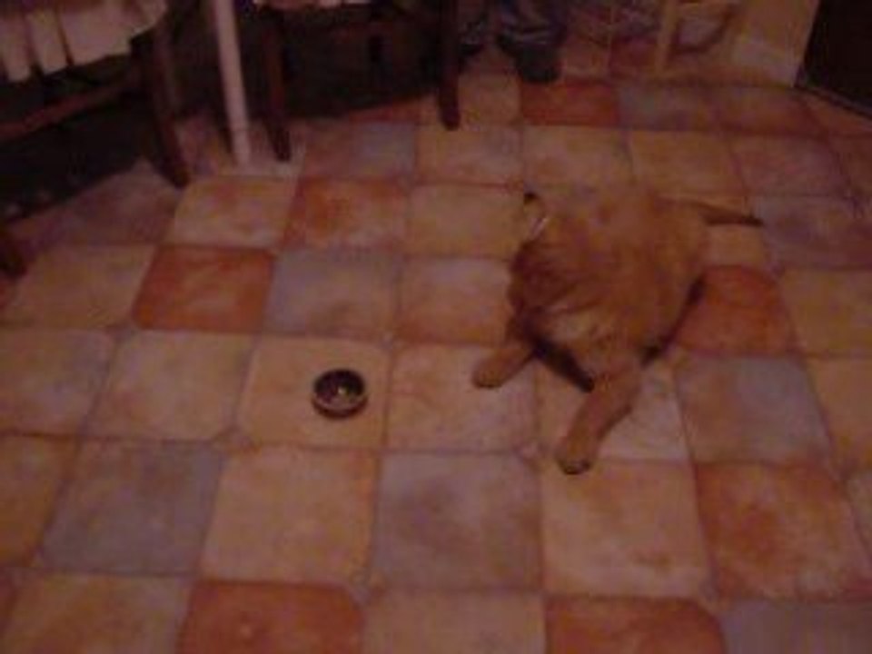 Chiot
