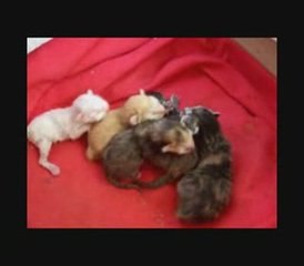 Gatitos recien nacidos