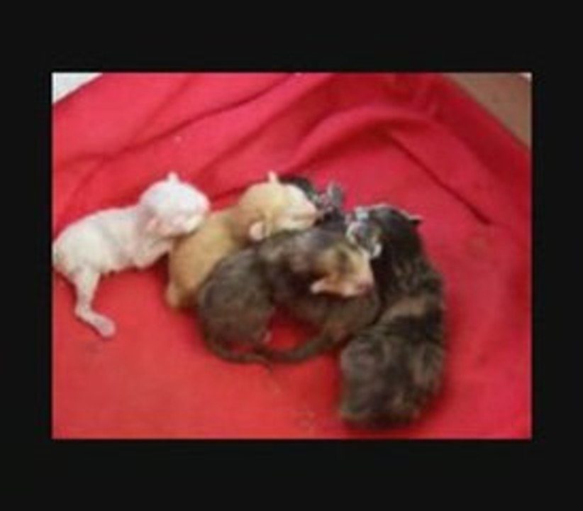 Gatitos recien nacidos