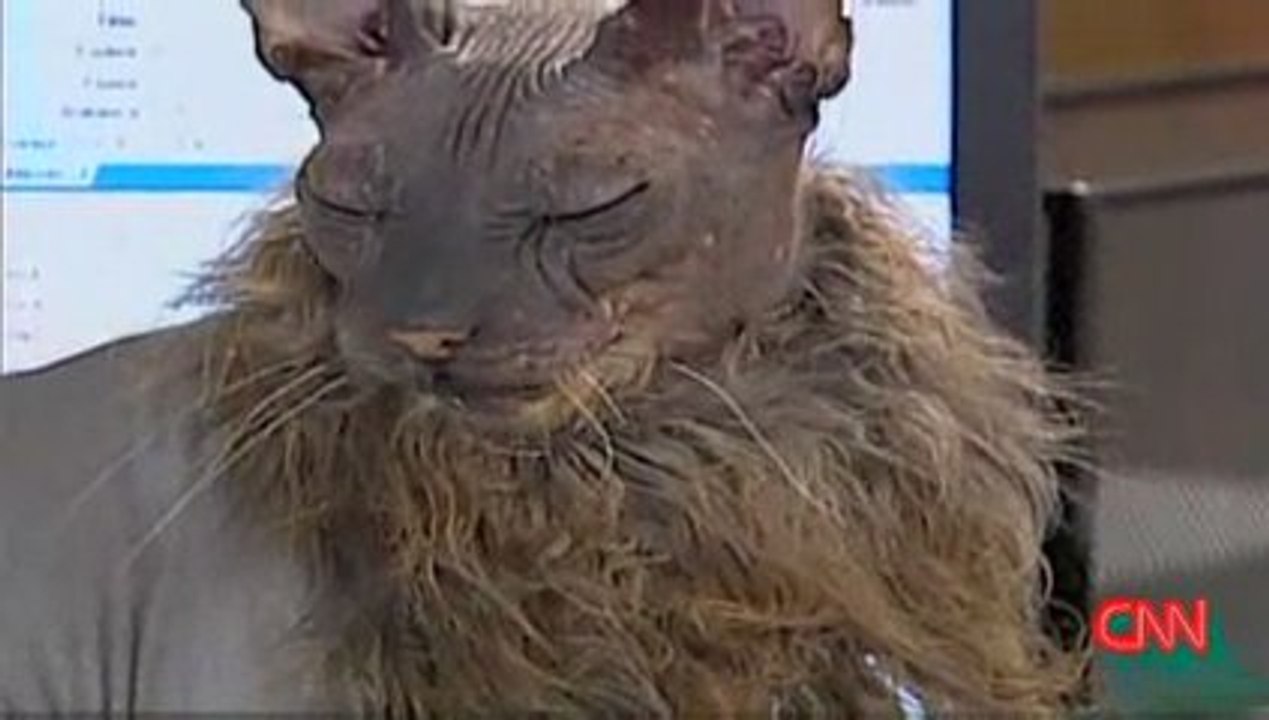 Chat Le Plus Moche Du Monde Video Dailymotion