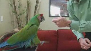 Macaw Taming